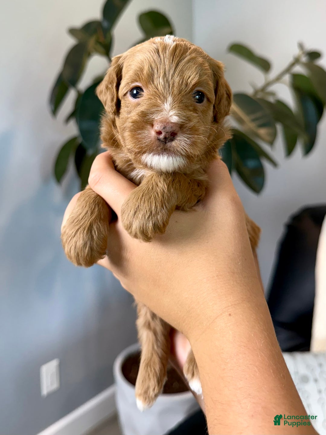 Mini Goldendoodle dogs for sale: Theo - Image 4