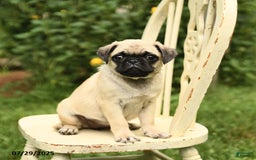 Pug dogs for sale: Jasmine - Image 10