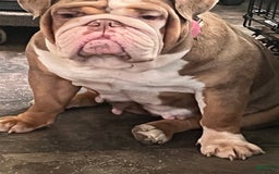 English Bulldog dogs for sale: Chloe - Image 5
