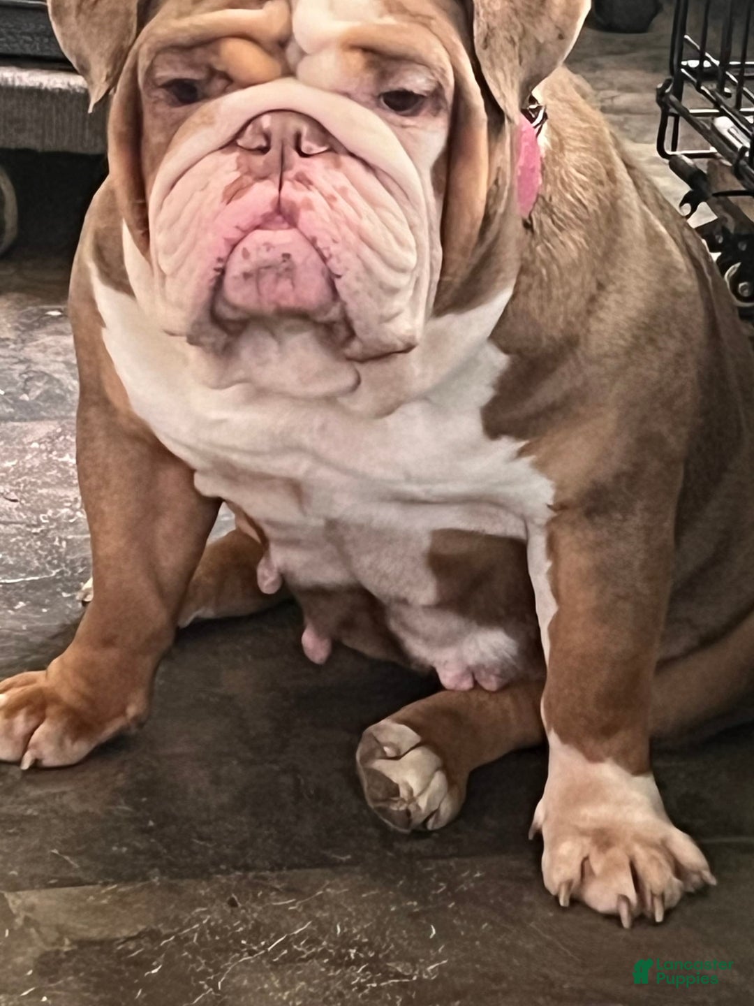 English Bulldog dogs for sale: Chloe - Image 5