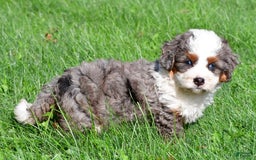 Mini Bernedoodle dogs for sale: Cassidy - Image 10