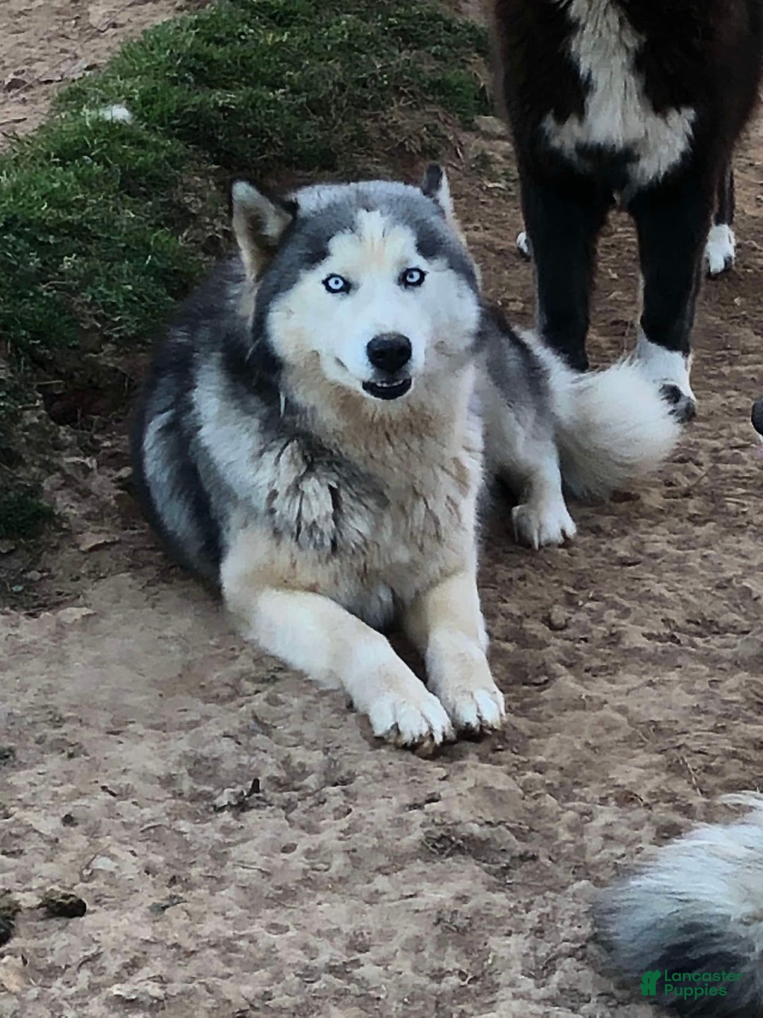 Siberian Husky dogs for sale: Sky cloud - Image 1