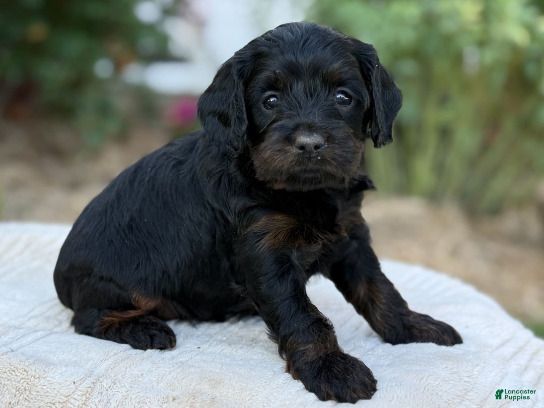Cavapoo dogs for sale: Luna - Image 10