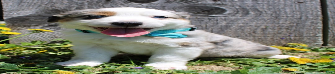 Chase