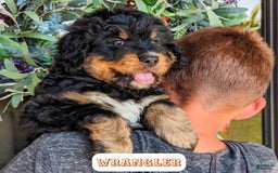 Bernedoodle dogs for sale: Wrangler - Image 6