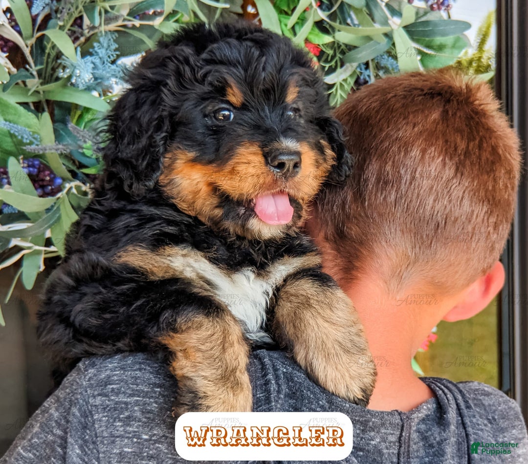 Bernedoodle dogs for sale: Wrangler - Image 6