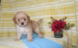 Mini Goldendoodle dogs for sale: Lewis - Image 18