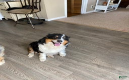 Australian Shepherd dogs for sale: Diva - Image 8