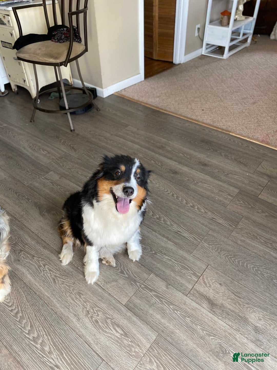 Australian Shepherd dogs for sale: Diva - Image 8