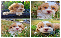 Havapoo dogs for sale: Jinga - Image 1