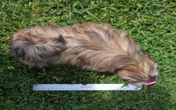 Shih Tzu dogs for sale: Arwen - Image 12