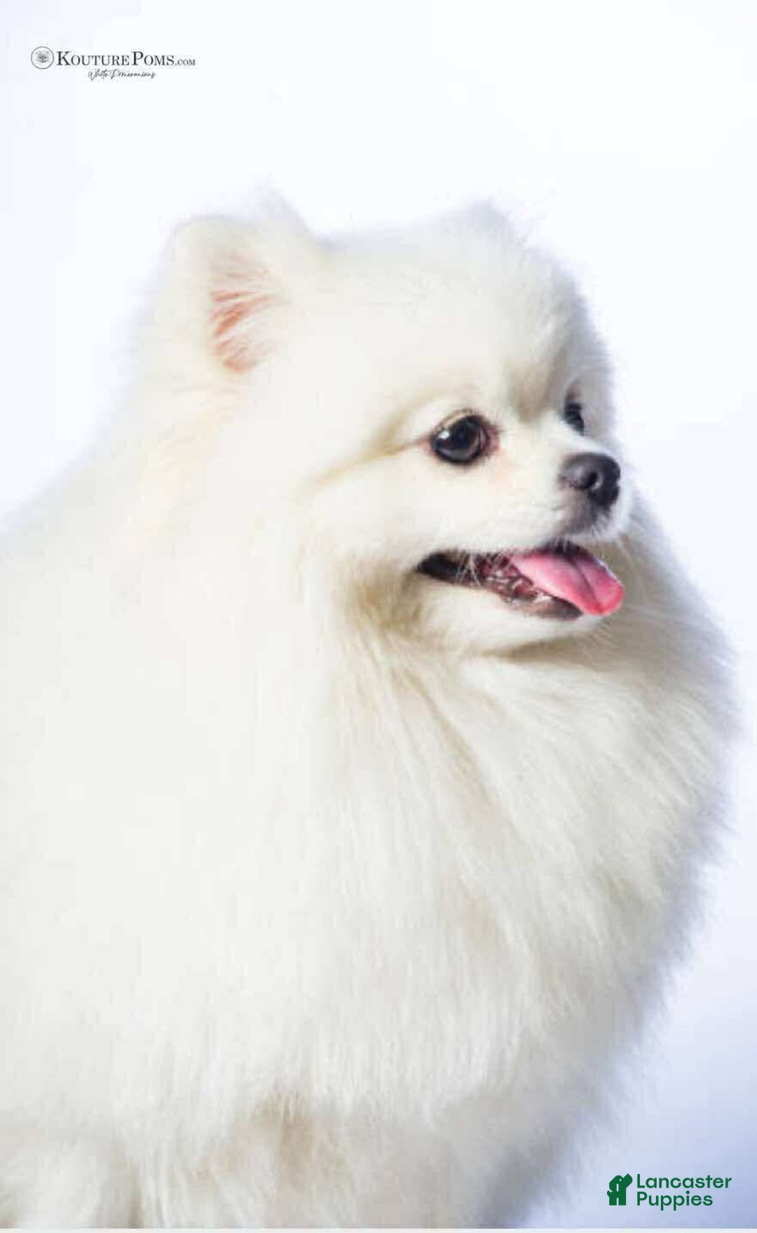 Pomeranian dogs for sale: Luca - Image 9