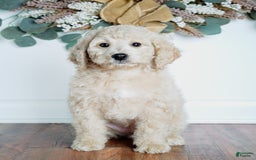 Goldendoodle dogs for sale: Mini Goldendoodle F1b2 - Image 9
