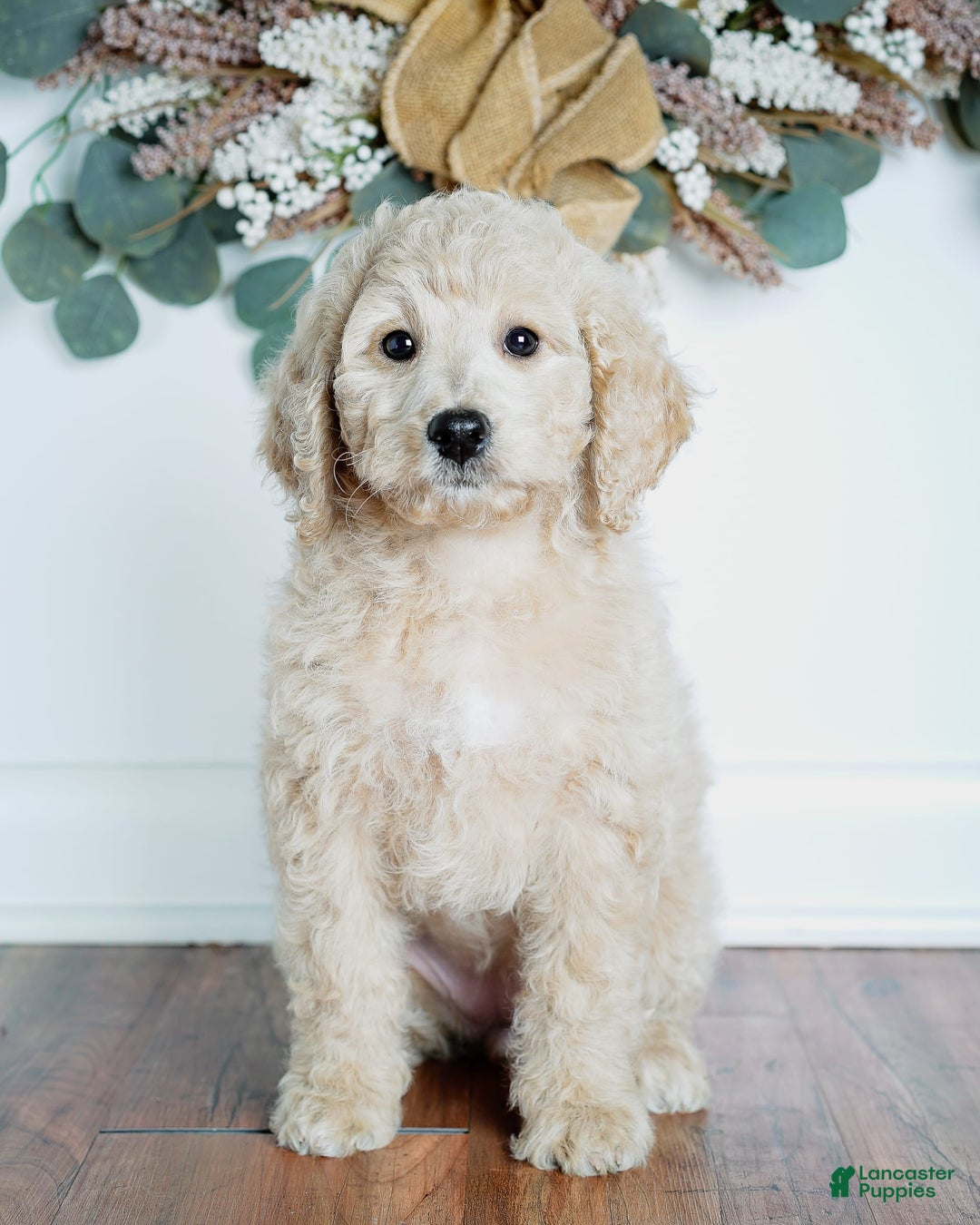 Goldendoodle dogs for sale: Mini Goldendoodle F1b2 - Image 9