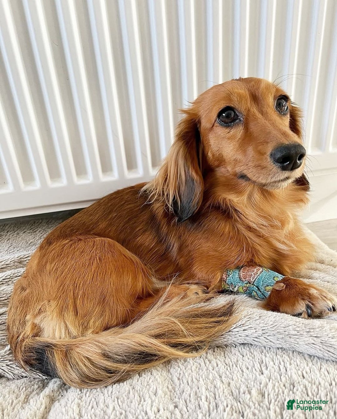 Miniature Dachshund dogs for sale: Ann - Image 7