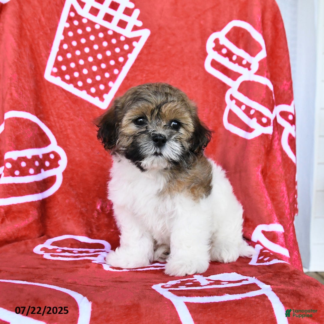 Teddy Bear dogs for sale: Hannah - Image 4