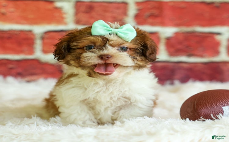 Shih Tzu dogs for sale - Ad 5