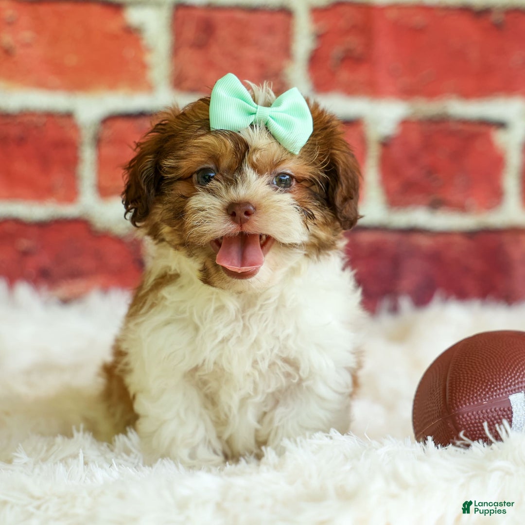 Shih Tzu dogs for sale: Rusty - Image 1