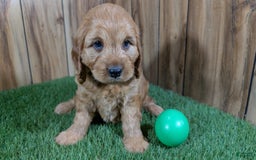 Cavapoo dogs for sale: Sprinkles Boy 1 - Image 2
