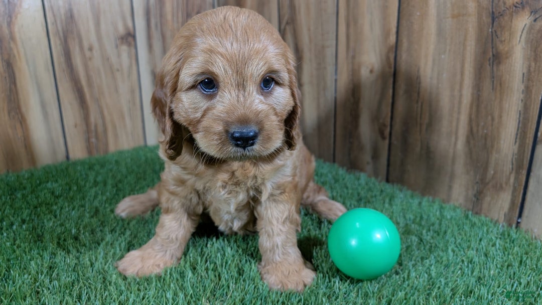 Cavapoo dogs for sale: Sprinkles Boy 1 - Image 2