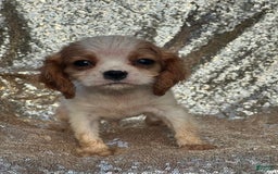 Cavalier King Charles Spaniel dogs for sale: Parker - Image 3