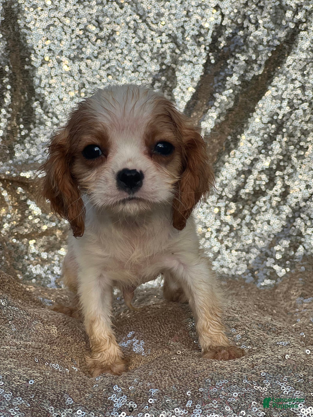 Cavalier King Charles Spaniel dogs for sale: Parker - Image 3