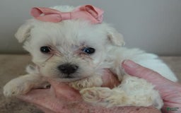 Maltipoo dogs for sale: Amara - Image 11