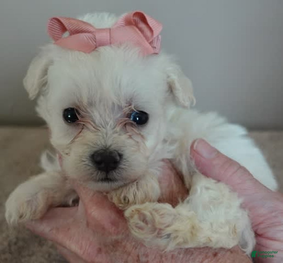 Maltipoo dogs for sale: Amara - Image 11