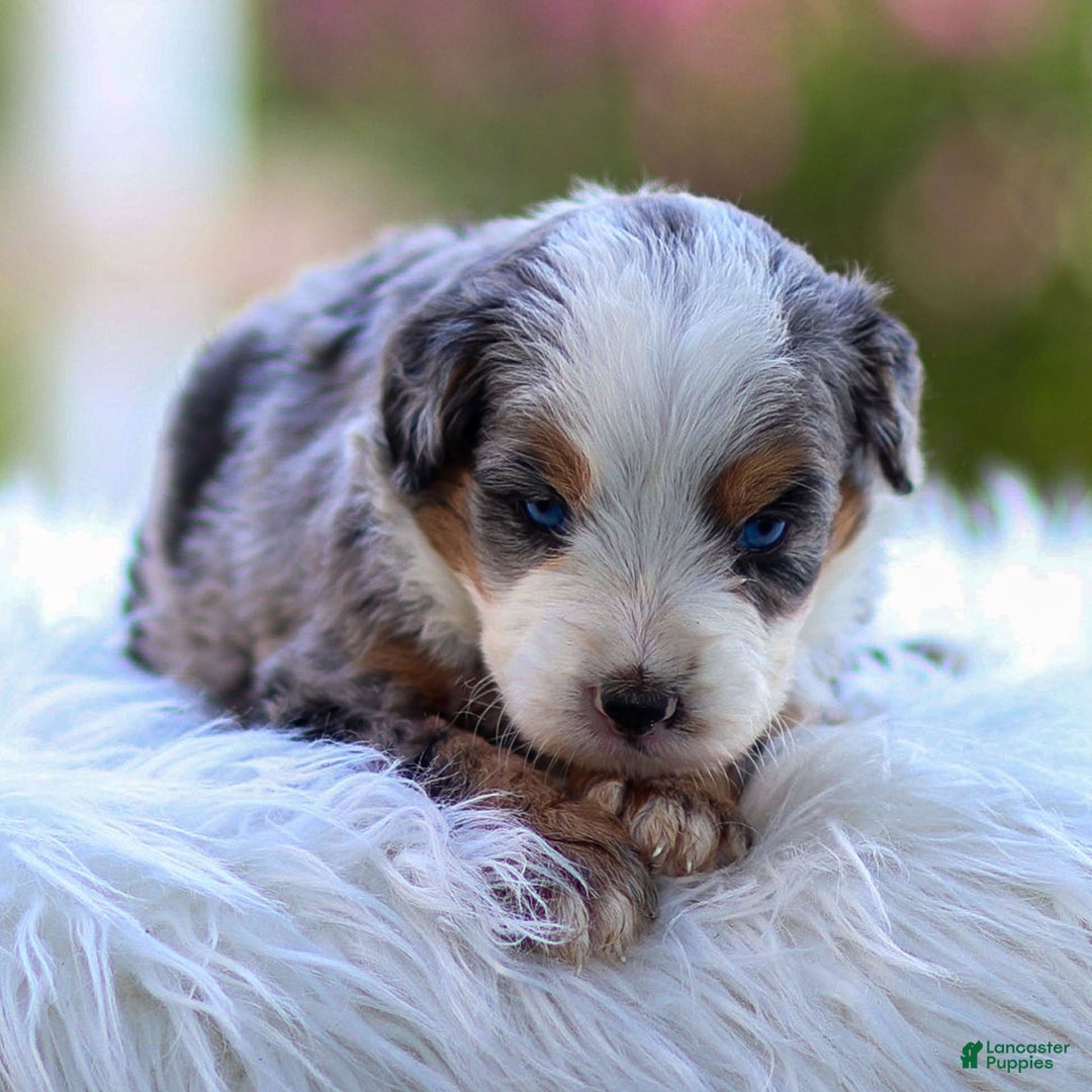 Mini Bernedoodle dogs for sale: Macy - Image 3