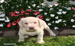 Labrador Retriever dogs for sale: Benny - Image 3