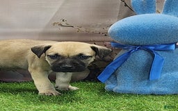 Catahoula Leopard Dog dogs for sale: Goldie 2025 M2 - Image 14