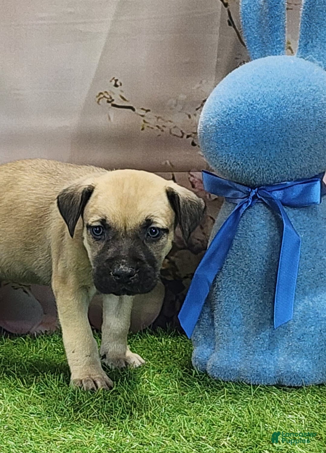 Catahoula Leopard Dog dogs for sale: Goldie 2025 M2 - Image 14