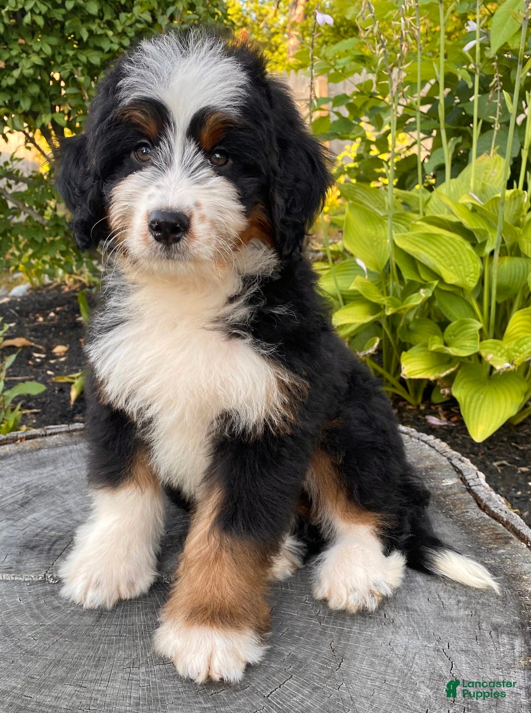 Mini Bernedoodle dogs for sale: 💚 In Boston Massachusetts 💚 Traditional Tri Color 💚 Mini Bernedoodle 💚 - Image 8