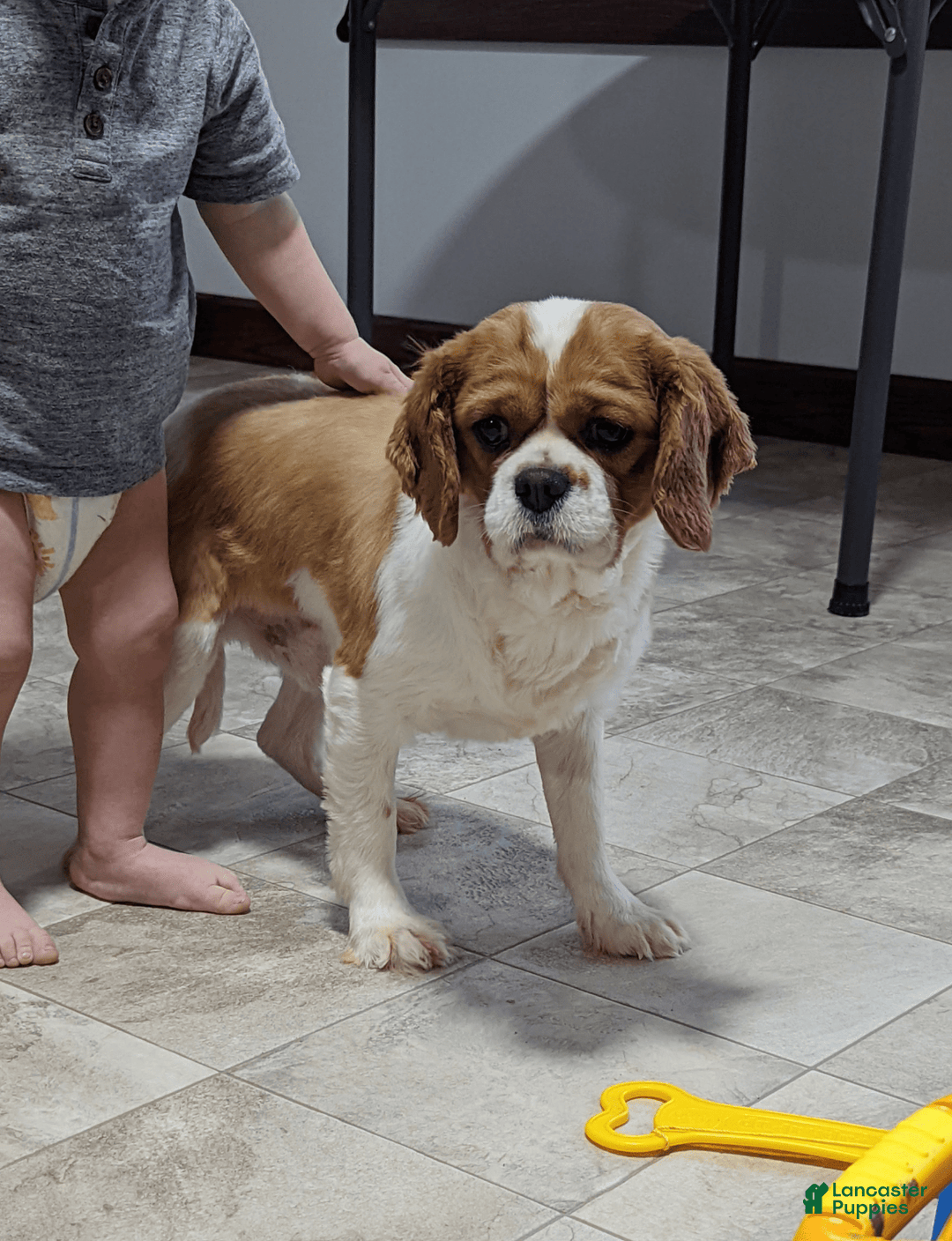 Cavapoo dogs for sale: Darla - Image 15