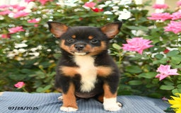 Smooth Fox Terrier dogs for sale: Orpha - Image 2