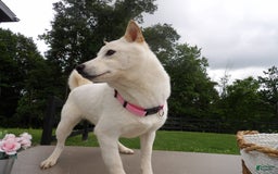 Shiba Inu dogs for sale: Snow White - Image 1