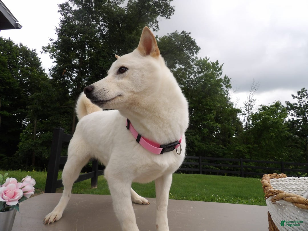Shiba Inu dogs for sale: Snow White - Image 1