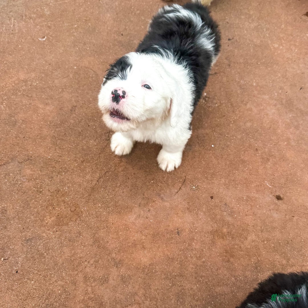 Old English Sheepdog dogs for sale: Violet - Image 11