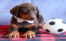 Doberman Pinscher dogs for sale: Dannie - Image 7