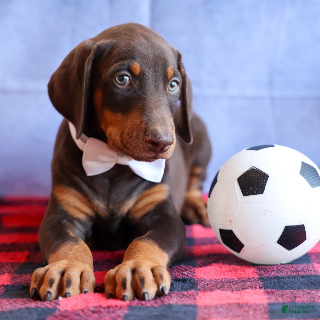 Doberman Pinscher dogs for sale: Dannie - Image 7