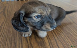Miniature Dachshund dogs for sale: Todd - Image 3