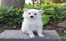 American Eskimo dogs for sale: Skipper - Image 5