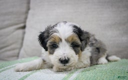 Mini Bernedoodle dogs for sale: Luke - Image 3