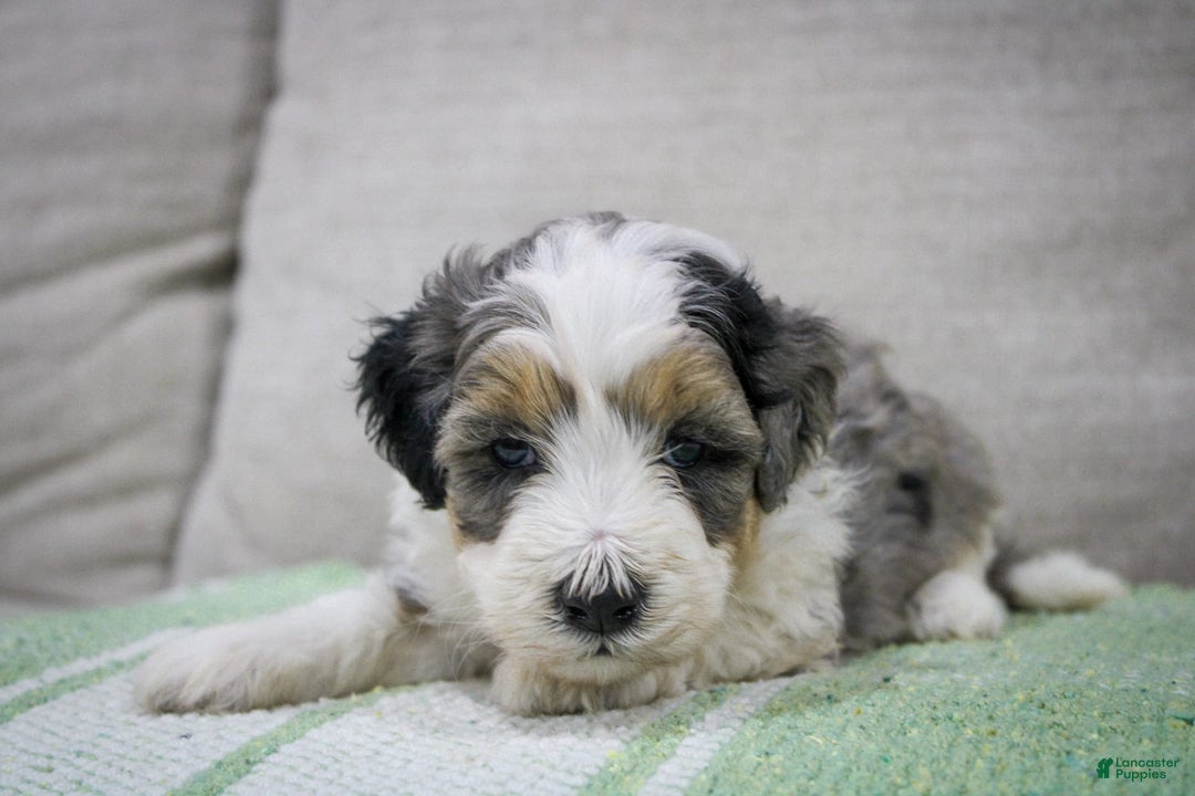 Mini Bernedoodle dogs for sale: Luke - Image 3