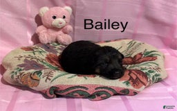 German Shepherd dogs for sale: Bailey - Image 1