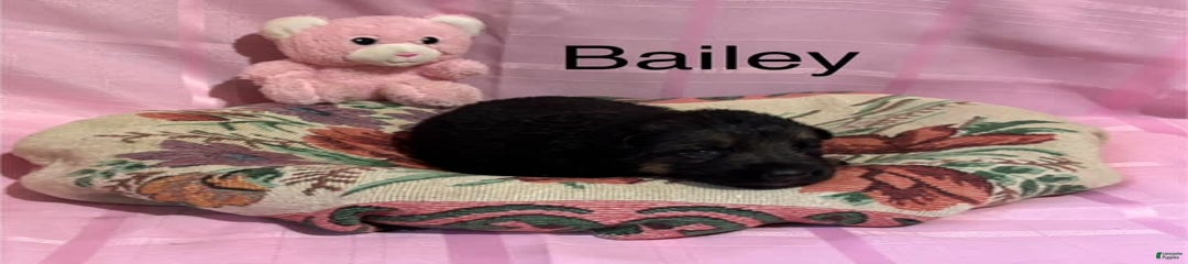 Bailey