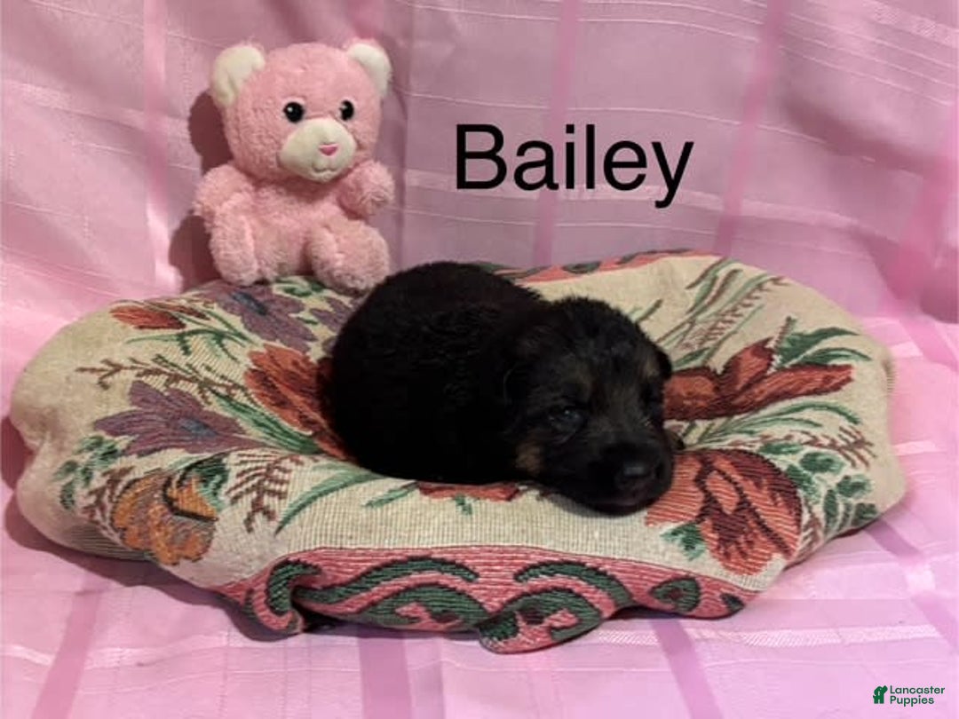 German Shepherd dogs for sale: Bailey - Image 1