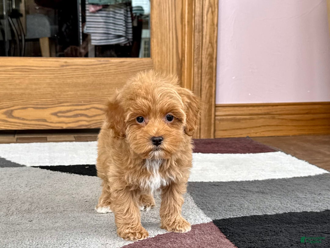 Maltipoo dogs for sale: Tanner - Image 9