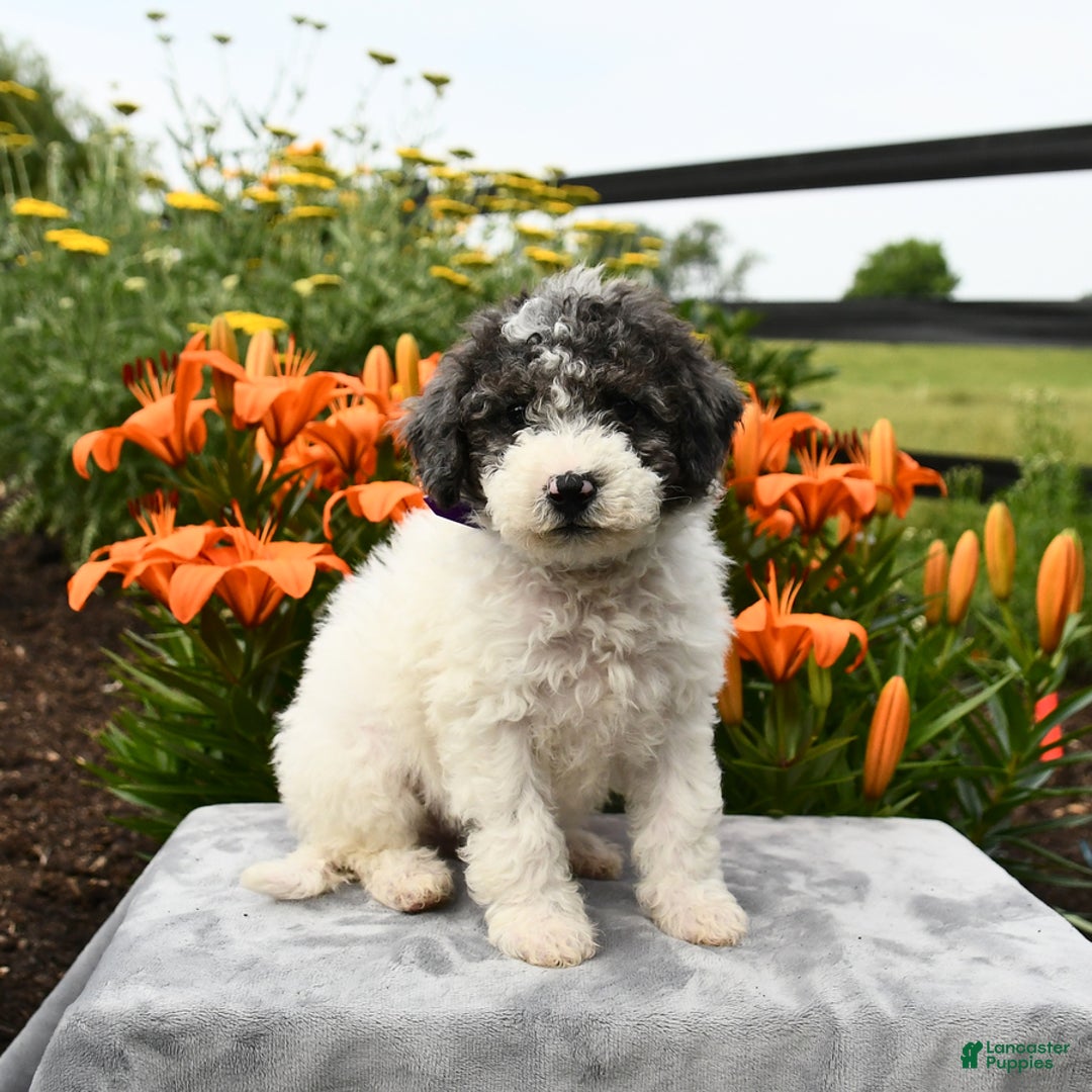 Miniature Poodle dogs for sale: Daisy - Image 5