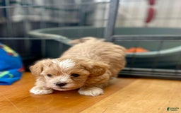 Maltipoo dogs for sale: Tina - Listing for pets: Bestie, Gracie, Tina, Debbie - Image 3